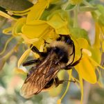 Native bumblebee on bladderpod flower