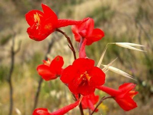 007-scarlet-larkspur