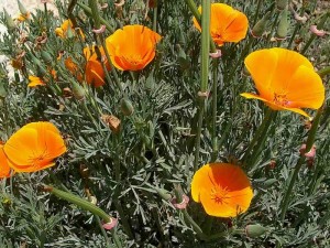 009-california-poppy