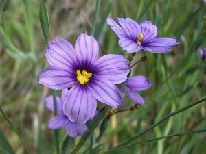 010-blue-eyed-grass