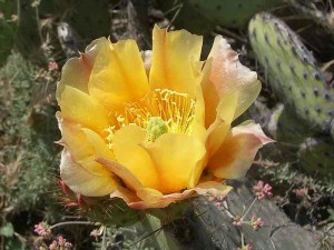 024-prickly-pear