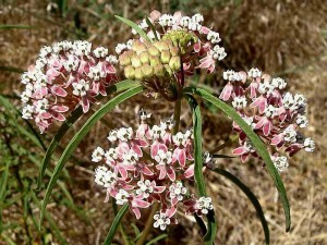 025-narrow-leaved-milkweed