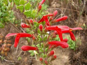 026-heart-leaved-penstemon