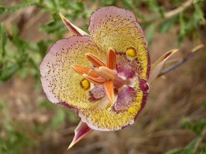 028-plummers-mariposa-lily