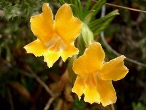 029-sticky-monkey-flower