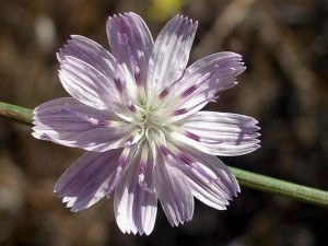 030-wand-chicory