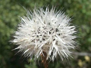 033-silver-puffs