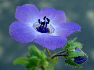035-fiesta-flower