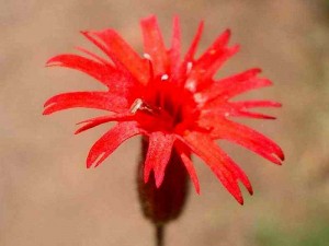 036-indian-pink