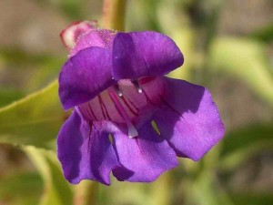 037-notable-penstemon