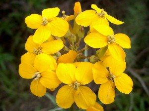038-coast-wallflower