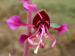 039-elegant-clarkia