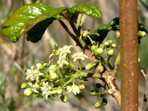 040-poison-oak