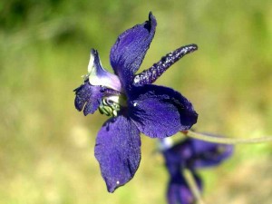 042-blue-larkspur
