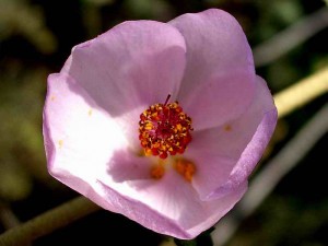 043-bush-mallow
