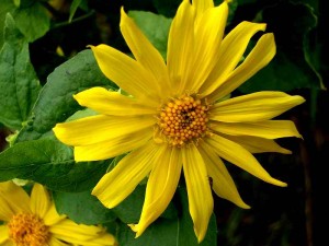044-canyon-sunflower