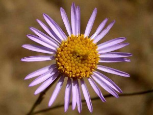 050-fleabane-aster
