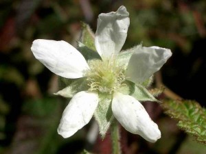 051-california-blackberry