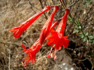 053-california-fuchsia