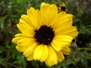 056-bush-sunflower