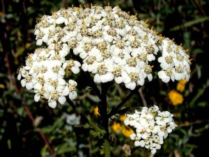 057-yarrow