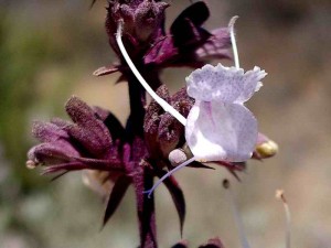 058-white-sage