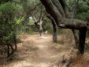 06-los-padres-trail