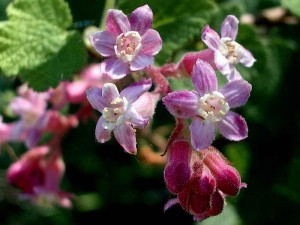 060-chaparral-currant