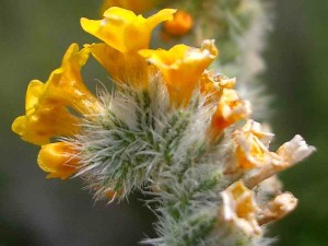 061-common-fiddleneck