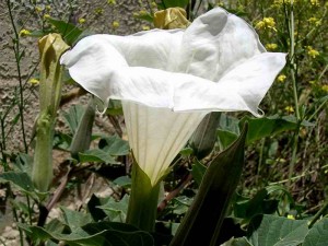 062-jimson-weed