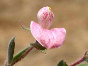 063-spanish-clover