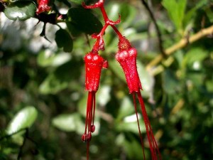 064-fuchsia-flowered-gooseberry