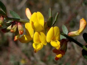 065-deerweed
