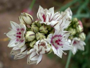 069-red-skinned-onion