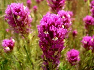 070-purple-owls-clover