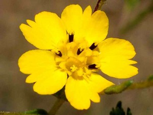 071-slender-tarweed