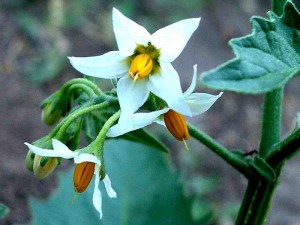 072-white-nightshade