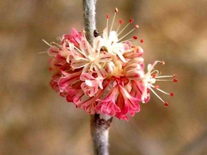 076-wand-buckwheat
