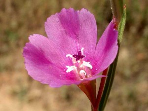 079-purple-clarkia