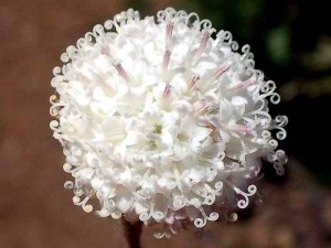 080-white-pincushion