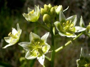 084-star-lily