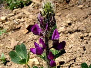 085-stinging-lupine