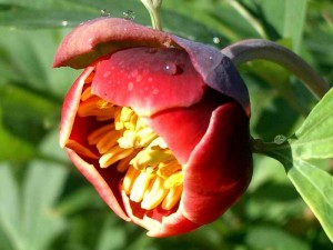 088-california-peony