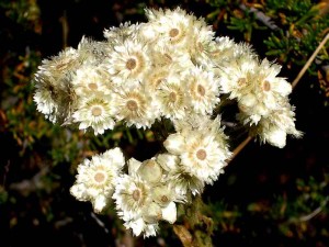 089-california-everlasting