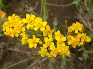 090-golden-yarrow