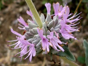 091-purple-sage