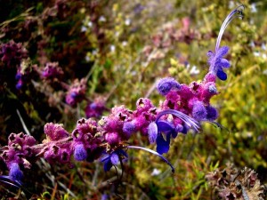 094-woolly-blue-curls