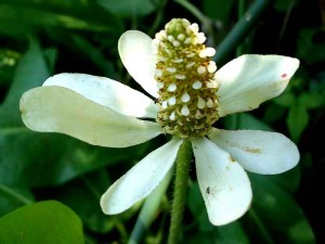 095-yerba-mansa