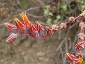 133-lanceleaf-dudleya