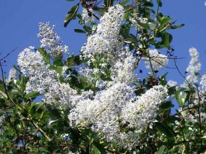134-greenbark-ceanothus